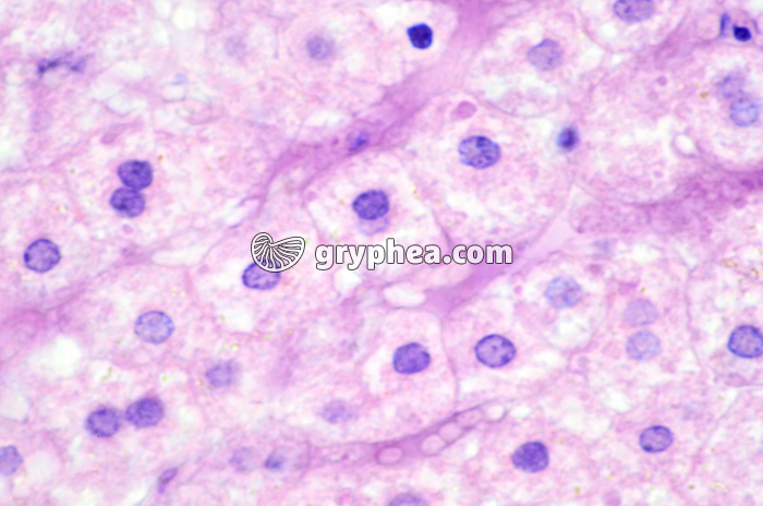 Cellules hépatiques x240 - gryphea.org